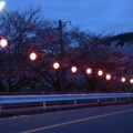 写真: 2006年の夜桜