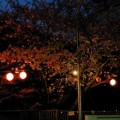 写真: 夜桜ライトアップって提灯やけどね〜