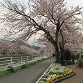 写真: ―　台風で倒れた桜の在りし日の姿　―2010年4月7日　長尾川河畔　桜