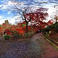 写真: 2011年12月5日　東福寺　紅葉　360°パノラマ写真