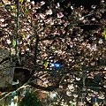 写真: 今年最初の｢桜便り｣　夜桜　あたみ桜(5)