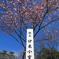 2012年2月29日　駿府公園　伊東小室桜　(2)