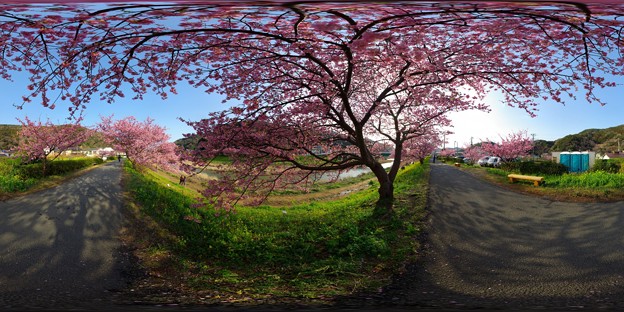写真: 2012年3月6日　南伊豆町　｢みなみ桜｣ 360度パノラマ写真(2)