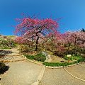 2012年3月13日　掛川市 龍尾神社　しだれ梅　360度パノラマ写真(1)