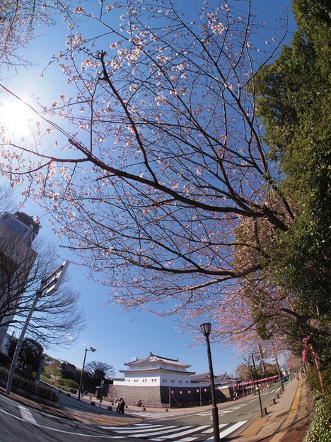 写真: 2012年4月1日　駿府城　桜　(2)