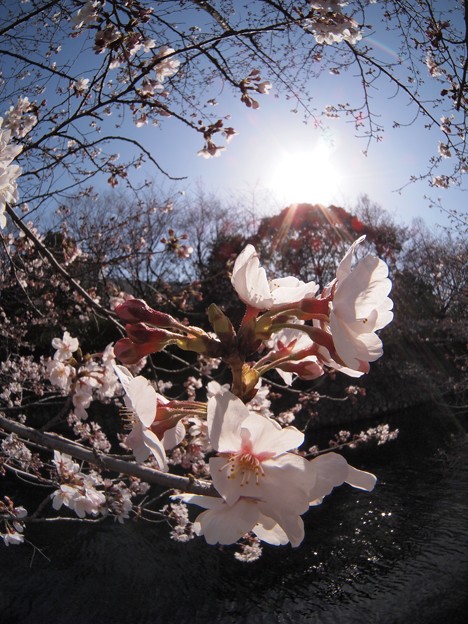 写真: 2012年4月1日　駿府城　桜　(3)