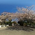 写真: 2012年4月6日　駿府城公園　西門橋　桜　360度パノラマ写真