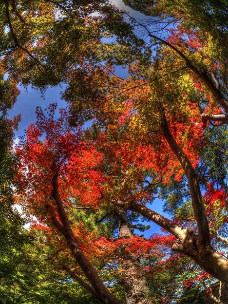 写真: 駿府城公園の紅葉(7)　HDR