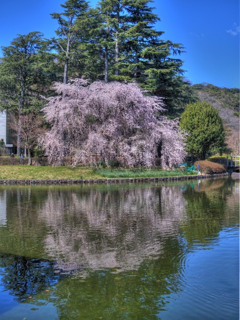 写真: 城北公園 枝垂れ桜(5)