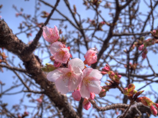 写真: 駿府城公園の伊東御室桜(1)
