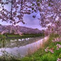 写真: 牧之原市 勝間田川の桜 (3) HDR