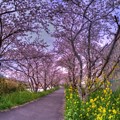 写真: 牧之原市 勝間田川の桜 (5) HDR
