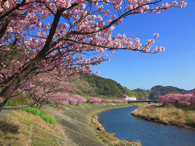 写真: 南伊豆町下賀茂温泉「みなみの桜」(1)