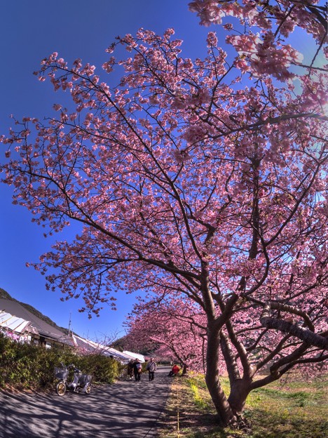 写真: 南伊豆町下賀茂温泉「みなみの桜」(4)
