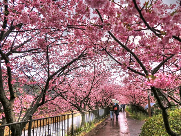 写真: 河津桜　かわづいでゆ橋下流の「桜トンネル」