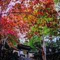 写真: 京都 大原 寂光院 山門付近　紅葉