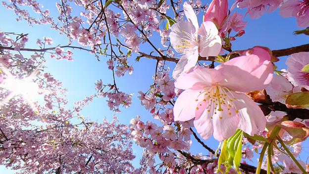 写真: 早咲きの桜、 駿府城公園　伊東小室桜(4)