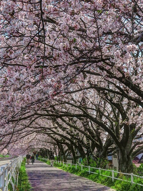 写真: 桜並木(1)　長尾川河畔