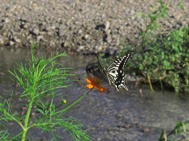 写真: 2011年9月6日　長尾川河畔(10)　アゲハチョウ