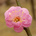写真: 梅の開花