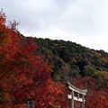 写真: 永観堂の秋