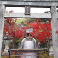 写真: 永観堂の秋