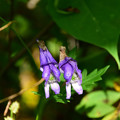 写真: ヤマトリカブトのお花
