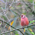 写真: 紅色した可愛い鳥＾＾