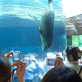 写真: 旭山動物園　「アザラシ」
