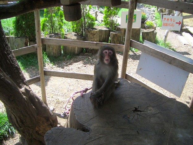 写真: お猿さん　〜ノースサファリサッポロ〜