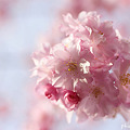 写真: 桜かんざし