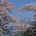 観音寺川の桜と磐梯山