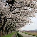 写真: 堤防並木桜