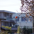 写真: 柿 １つ