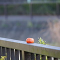 写真: 柿 １つ