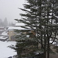 写真: 松と雪