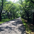 写真: 140715 辰巳の森緑道公園