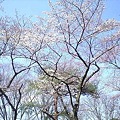 写真: オッズ掲示板裏の五分咲き桜