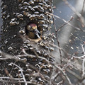 写真: オオアカゲラの巣作り2