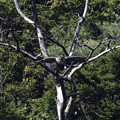 写真: クマタカYの枯れ木からの飛び出し1