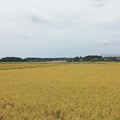 写真: 黄金の稲の風景