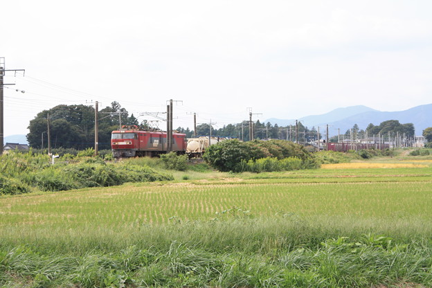 写真: 稲刈り後の田んぼを行くEH500‐33牽引2095レコンテナ貨物　（1）
