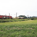写真: 稲刈り後の田んぼを行くEH500‐33牽引2095レコンテナ貨物　（11）