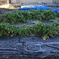 写真: 霜に浴びられた野菜