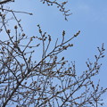 写真: 桜の蕾　20180315_03