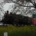 北真岡の桜・菜の花の横を通過するSLもおか　6002レ　C12 66+50系客車　（9）