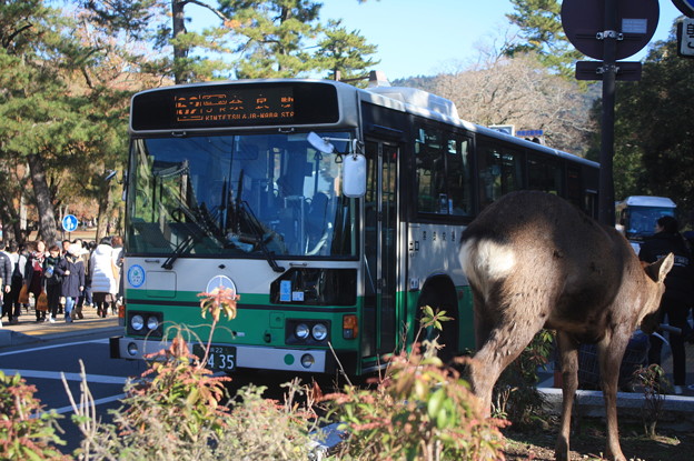 写真: 奈良の鹿と奈良交通　（2）