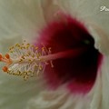 写真: hibiscus