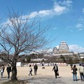 ０８．桜の木と姫路城