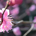 写真: 大阪城公園の梅です